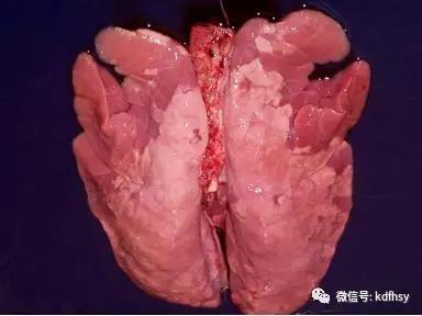 3类诊断猪支原体肺炎的方法，第2种明显且适用！