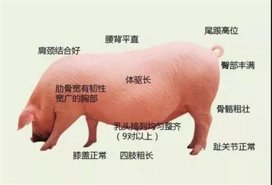 关注母猪营养需求，提高猪场PSY水平