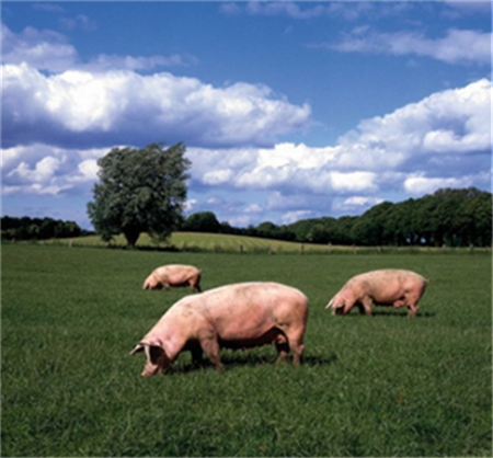 规模化养猪场选址的关键性因素