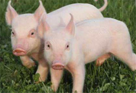 母猪便秘不食，养殖户该怎么办？