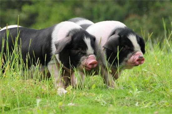 10大巨头种母猪超千万头，全国生猪存栏突破4亿？
