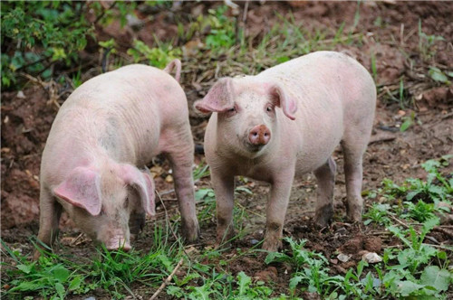 2020年巴西猪肉出口量将突破100万吨