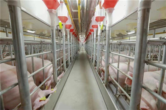 牧原固始:赋能生猪产业 助力乡村振兴 