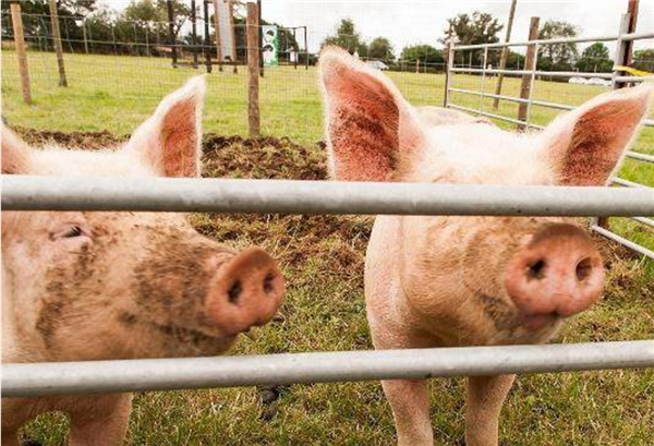 农业农村部：5500万吨猪肉产能任务