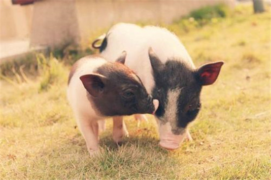 生猪期货上市 河南生猪出栏量位居全国第一，谁将是最大受益者？