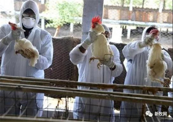 海外多处暴发禽流感！韩国扑杀1490万只家禽，我国现已暂停多国禽肉进口
