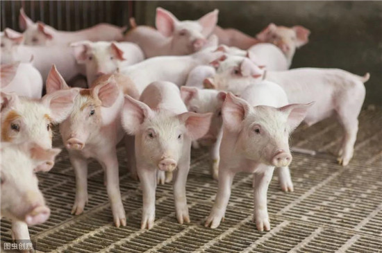 惊！2021年全国生猪缺口将达 8800万头？