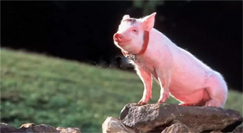 警惕！欧洲2020年野猪非洲猪瘟超1万起！