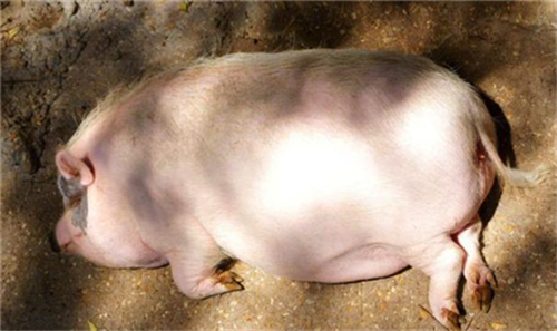 生猪产业仍处圈地阶段，生猪期货难以熨平猪周期