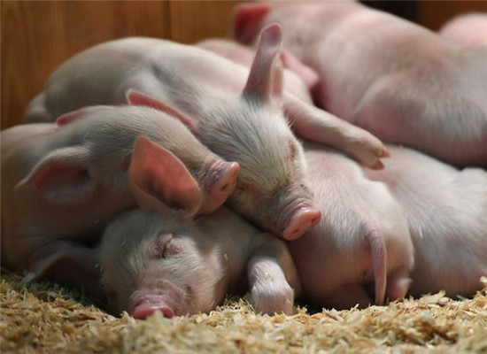 防控产房仔猪腹泻：关键要从母猪下手！