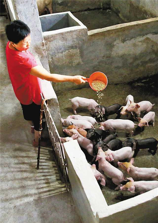 邓小琴：一只手撑起三座养猪场