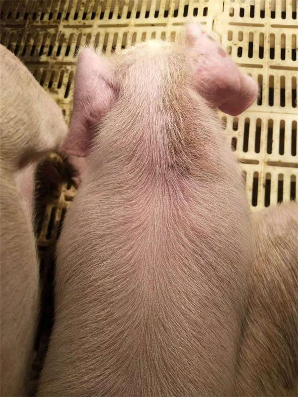 四代头孢喹肟在养猪中的几个妙用，您学会了吗？