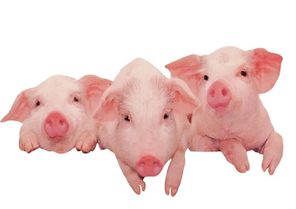 猪肉连涨8周 猪价真正迎来价格拐点或许在明年上半年？