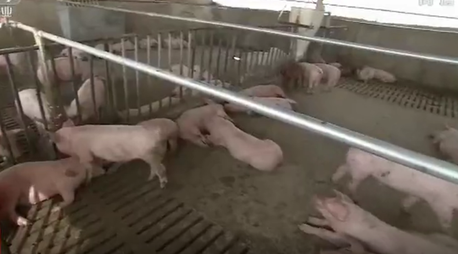 把猪养在大田里，就解决了养殖业的瓶颈 