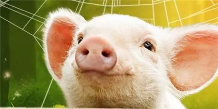 业内：我国生猪养殖企业高度关注生猪期货上市 但并不是全部盲目下水
