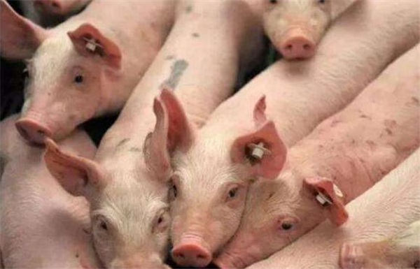 饲料价格屡创新高 生猪养殖成本压力再度提升