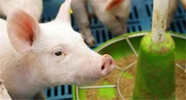 猪寄生虫病及治疗方法