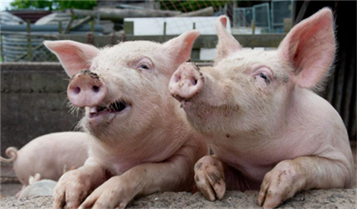 母猪发生流感时，有的猪耳朵发紫，这样的猪有蓝耳症状吗?
