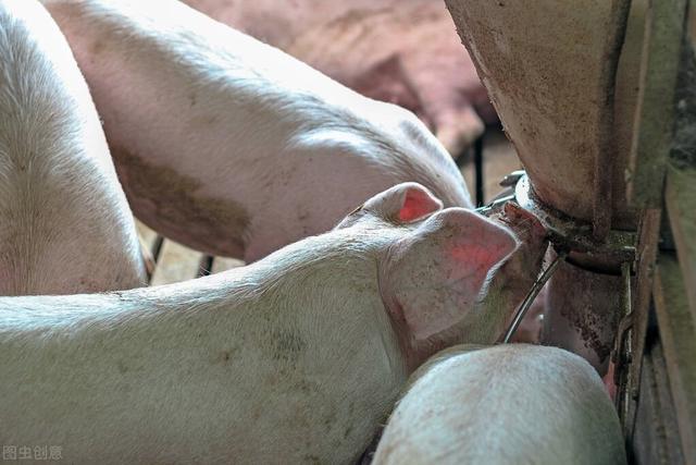 RFID智能化养猪管理都体现在哪些地方？