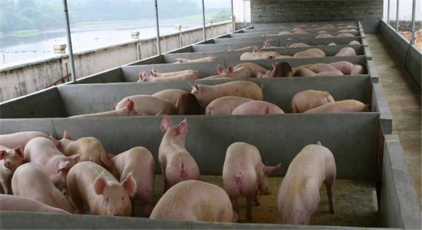 猪饲料中毒的病因、临床症状及应急处理方法