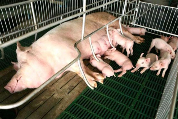 批次化生产之断奶猪的饲养管理