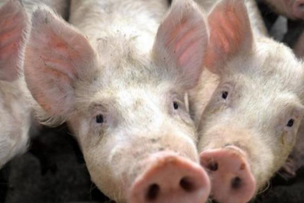 猪中毒的症状以及解救方法