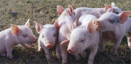 母猪生产批次化管理，让养猪转变为工业化！