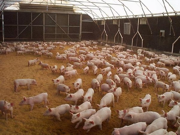 1月CPI同比下降0.3%，猪肉价格环比上涨5.6%，国家统计局权威解读来了