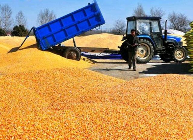 玉米价格暴涨之势骤停，年后行情如何？