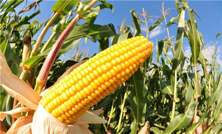 稻谷小麦替代玉米做饲料，可解决“人畜争粮”？