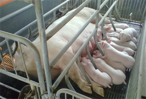 猪产后消炎该怎么做？