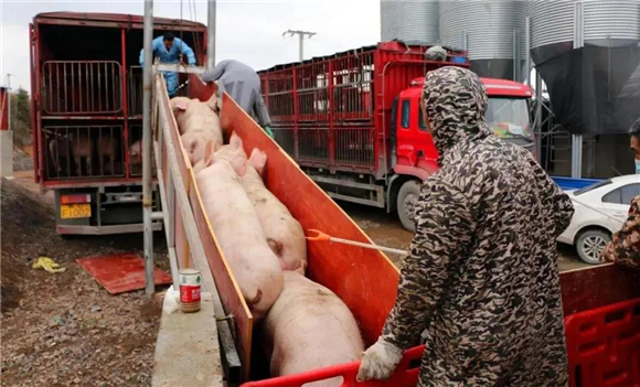龙头企业+家庭农场，生猪代养叩开群众致富门