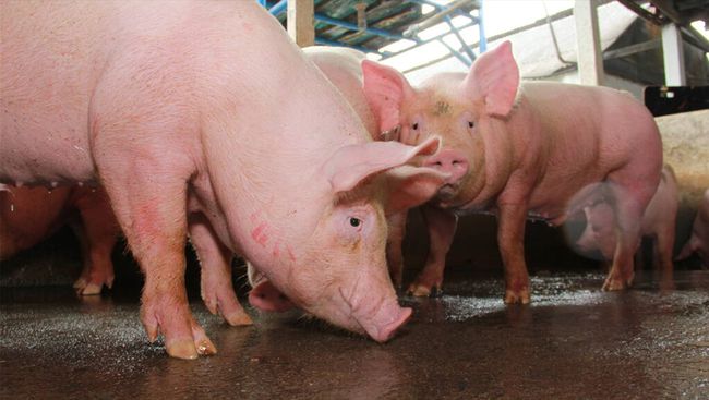 韩国强化春季非洲猪瘟防疫措施