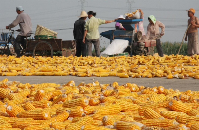 玉米供应缺口修补之前 价格仍有上涨可能