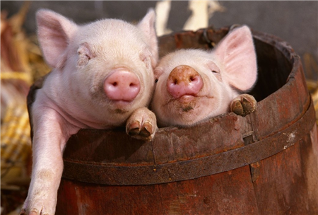 浅谈抗菌肽在养猪生产中的应用