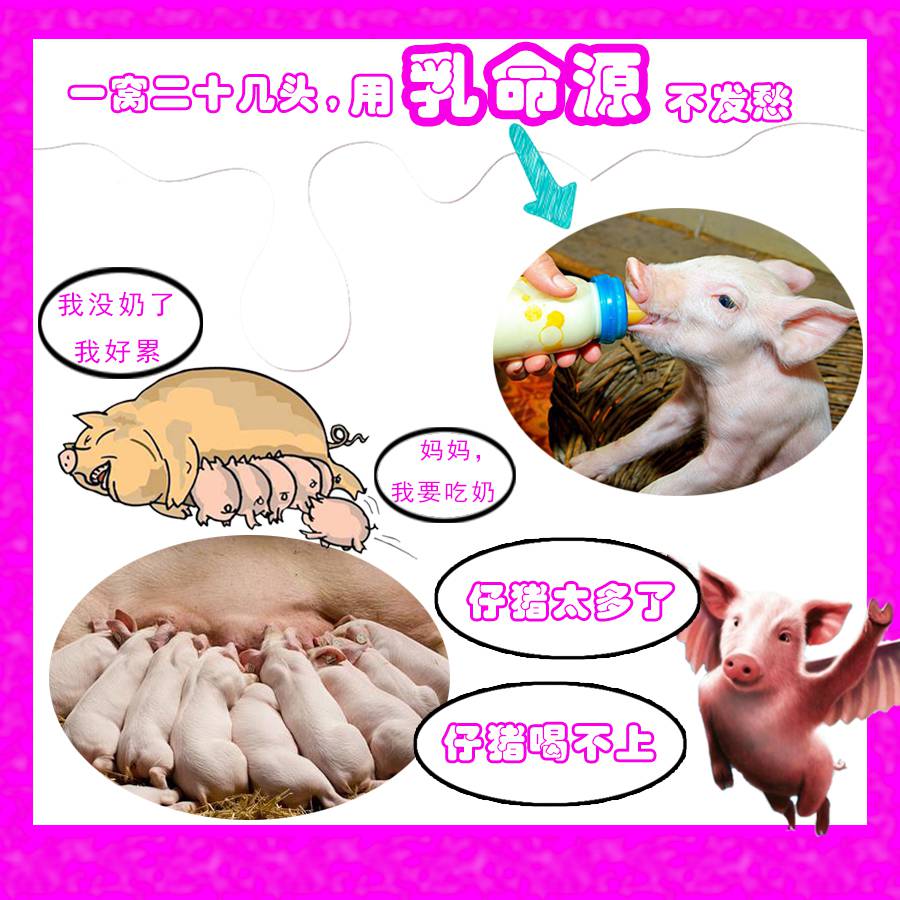 乳命源温馨提示养猪饲养应改变观念对断奶乳猪可使用乳猪奶粉
