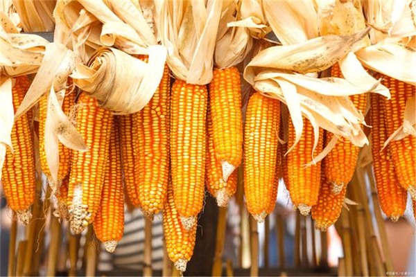 玉米一天跌50元，4个因素影响未来玉米市场价格，3月玉米市场分析