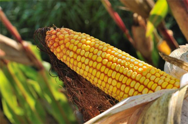玉米“二连跌”！大豆却“豪横破3”！6月之前粮价还能大涨吗？