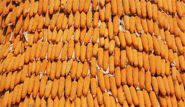 15家企业玉米收购价下跌，还会涨吗？5月玉米出现新一轮涨价潮