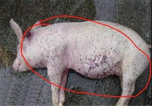 猪皮肤出现大量出血点的六种可能，怎么区分？