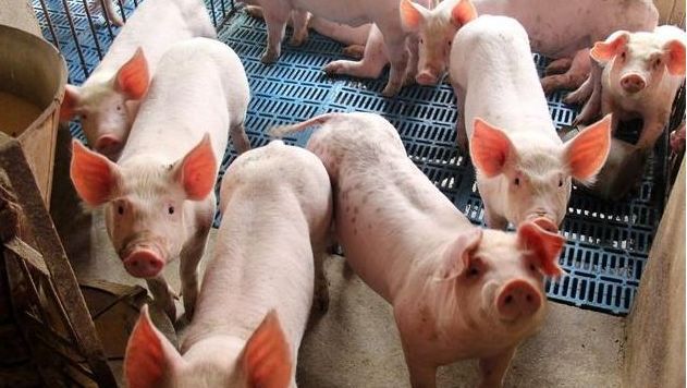 猪肉价格同比下降14.9% 专家：后期行情仍有可能起伏