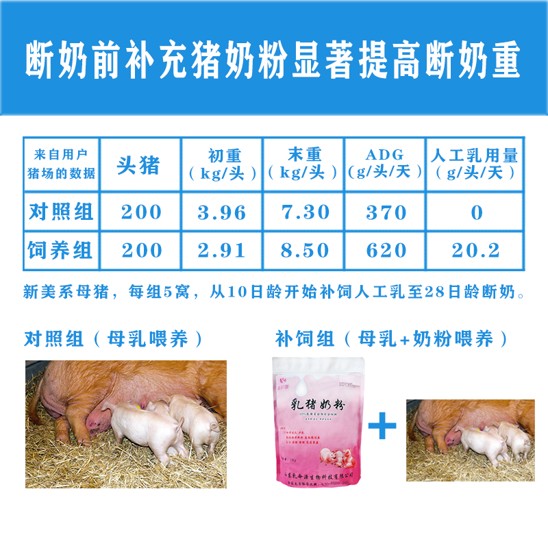 母猪没奶仔猪缺奶喝使用乳命源奶粉接近母乳满足需求