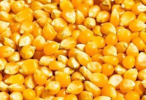 玉米价格回调：4个“利空”因素分析，2方面价格“支撑”