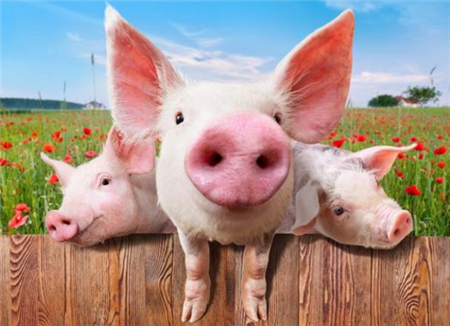 关于2021年3月5日中央储备冻猪肉投放竞价交易有关事项的通知