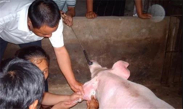 猪病预防及治疗/养猪技术 