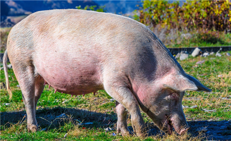 猪病毒性腹泻病的诊断方法与防治措施