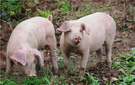 猪慢性胃肠炎症状及治疗效果分析