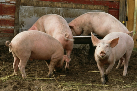 中兽药添加剂的特点及在养猪中的应用
