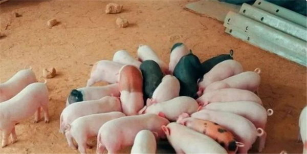 养猪户必须掌握的12条猪病防控准则