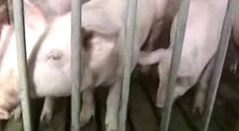 育肥猪的养殖技术视频教程